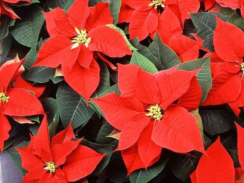 Как правильно ухаживать за пуансеттией, чтобы она радовала пышным цветением всю зиму?