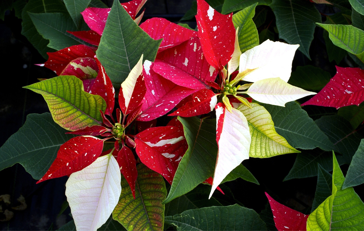 Как правильно ухаживать за пуансеттией, чтобы она радовала пышным цветением всю зиму?