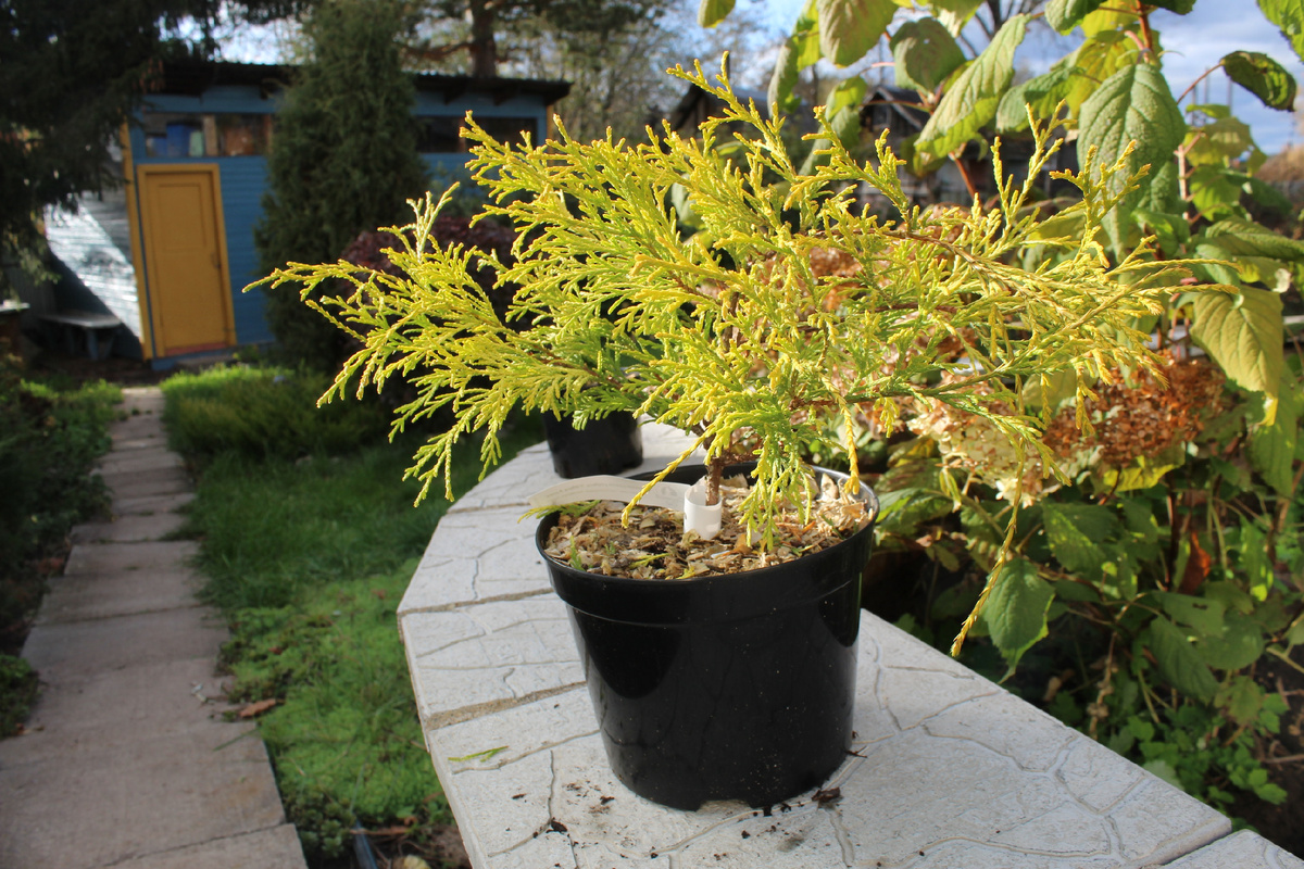 Кипарисовик горохоплодный Филифера Ауреа.