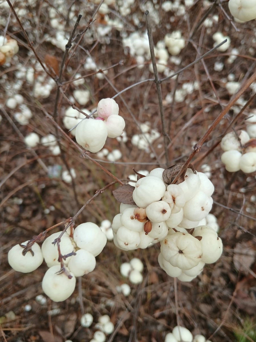 Снежноягодник. Фото из Челябинска