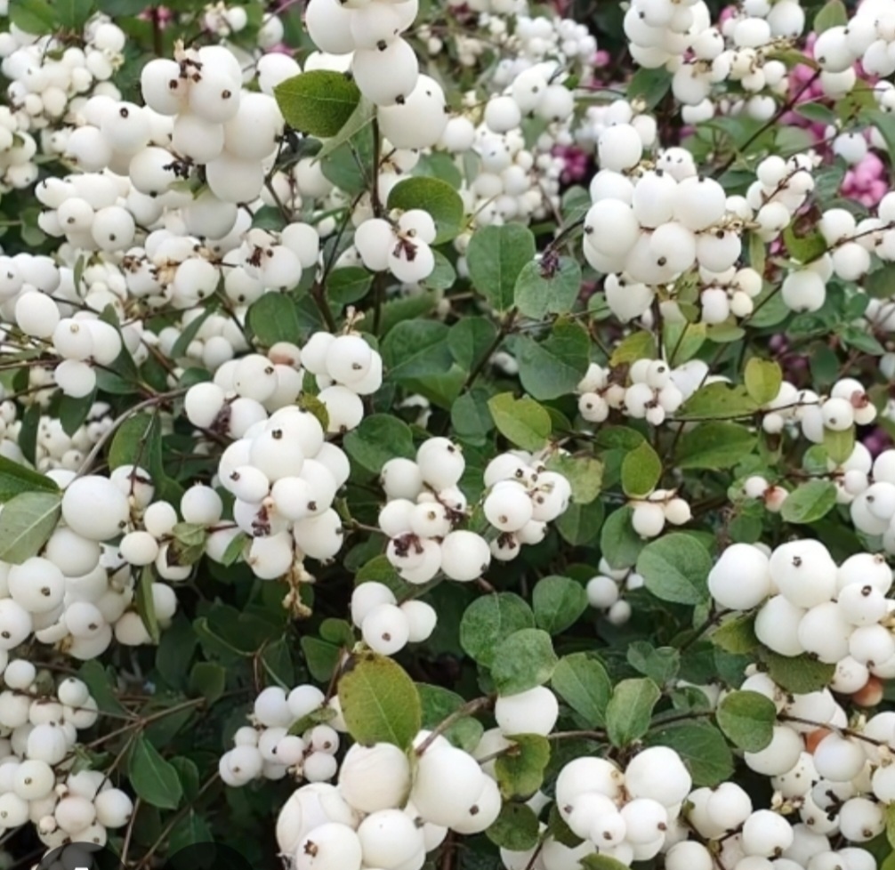 Снежноягодник отличается от рябины