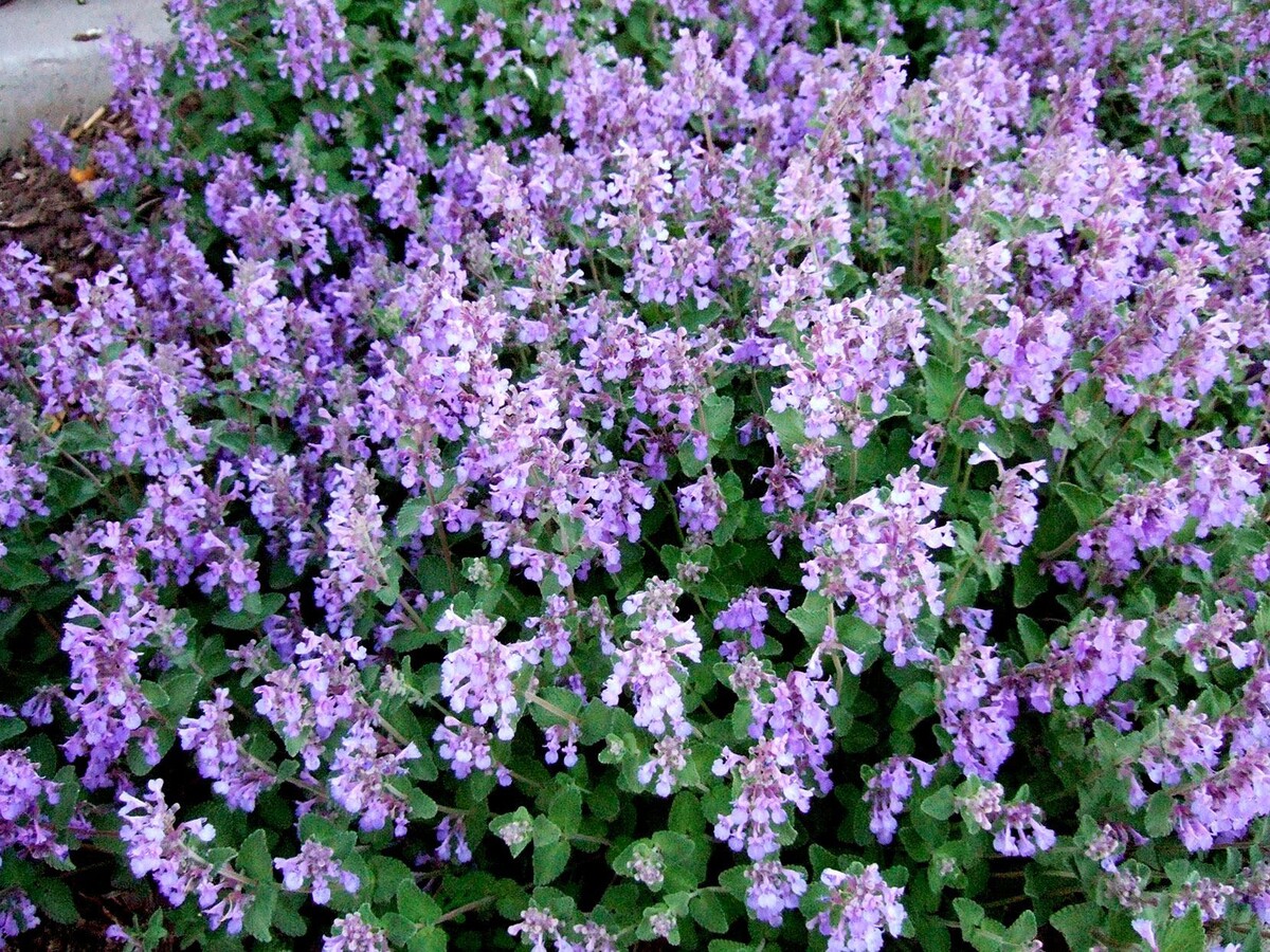 Nepeta mussinii