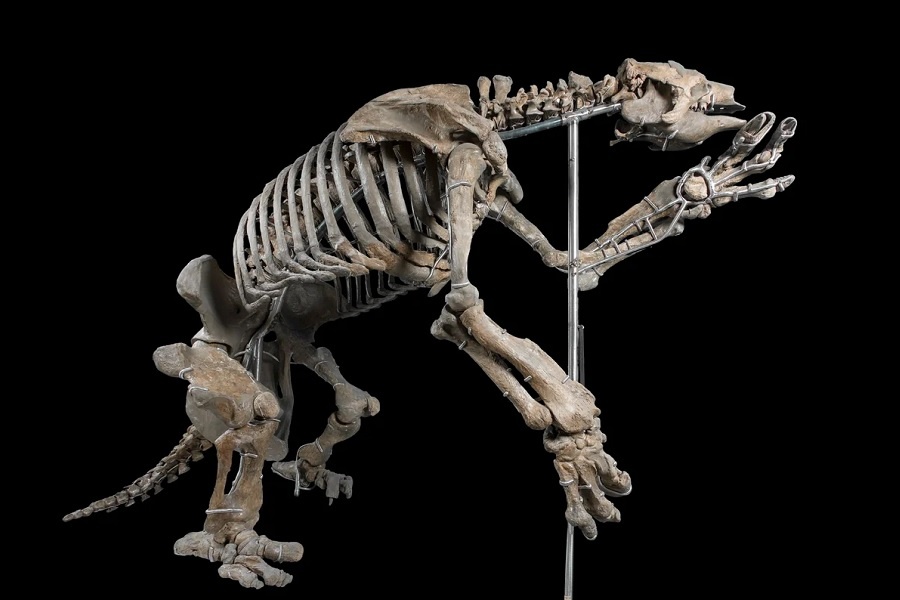 Скелет эремотерия (Eremotherium), вымершего рода гигантских наземных ленивцев. Фотография из интернета.