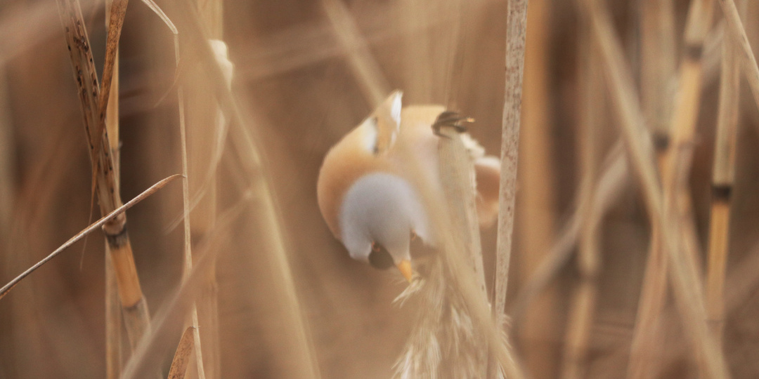 Птицы в заказнике Северное побережье Невской губы. Дневник наблюдений от 2.12.25