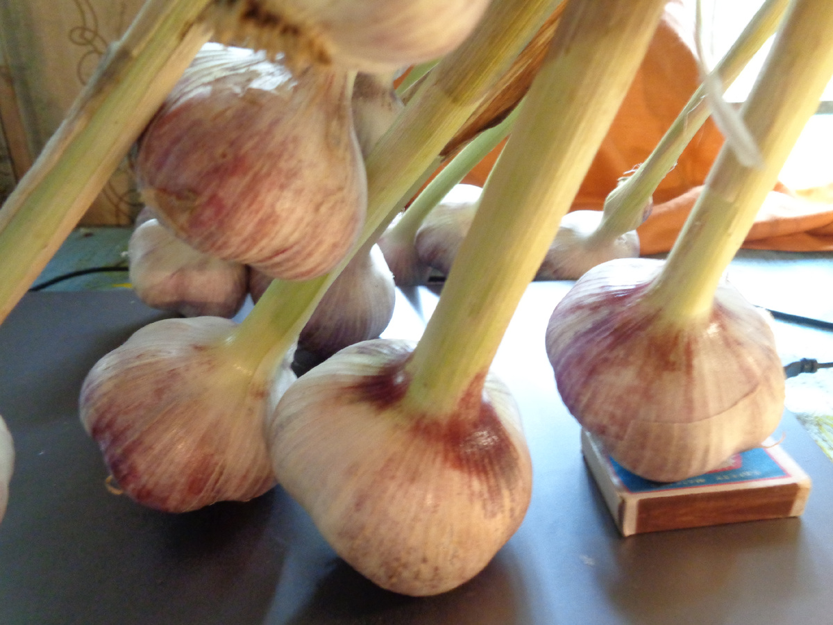 СОРТ ШАДЕЙКА