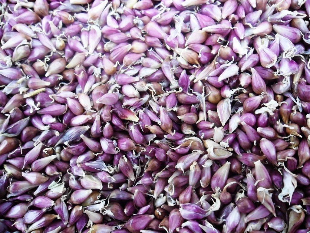 БУЛЬБОЧКИ ШАДЕЙКИ