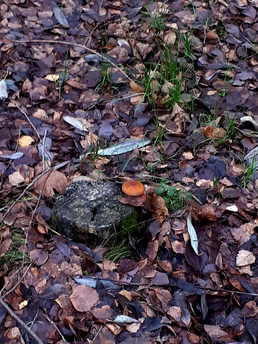 Фото автора 03.12.2025г.