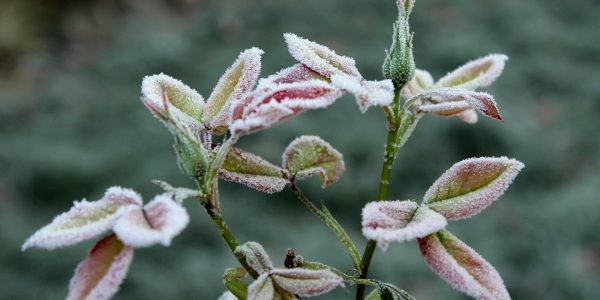    Фото pixabay.com