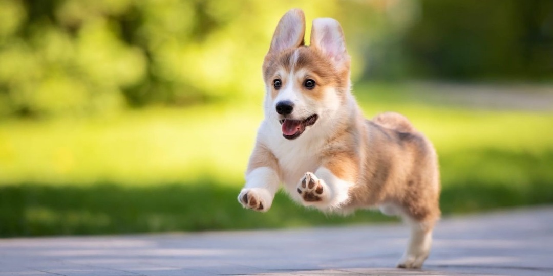 Причины "плохого поведения" собаки