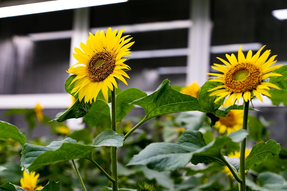Фото: Александр Плонский / «Агроэксперт»