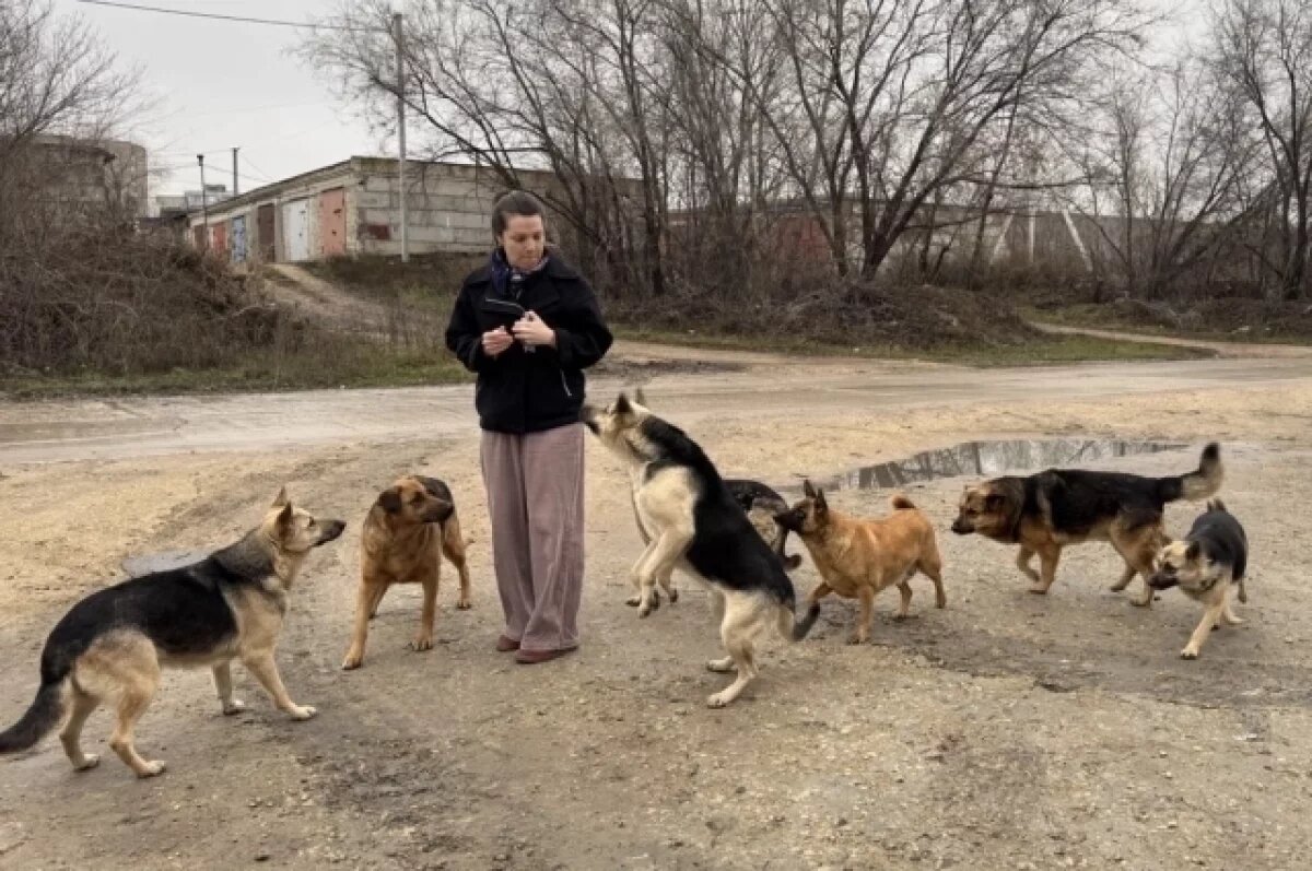    Большинство собак после стерилизации снова оказываются на улице.