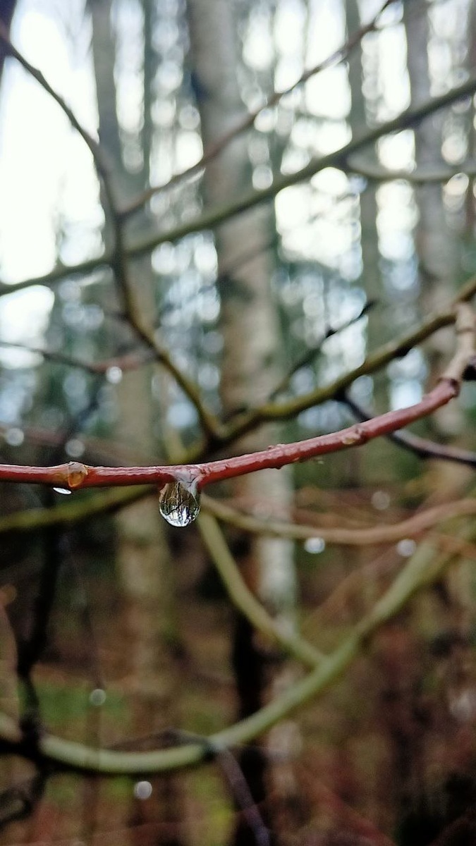 Прогулка по декабрьскому лесу / здесь и далее - фото автора