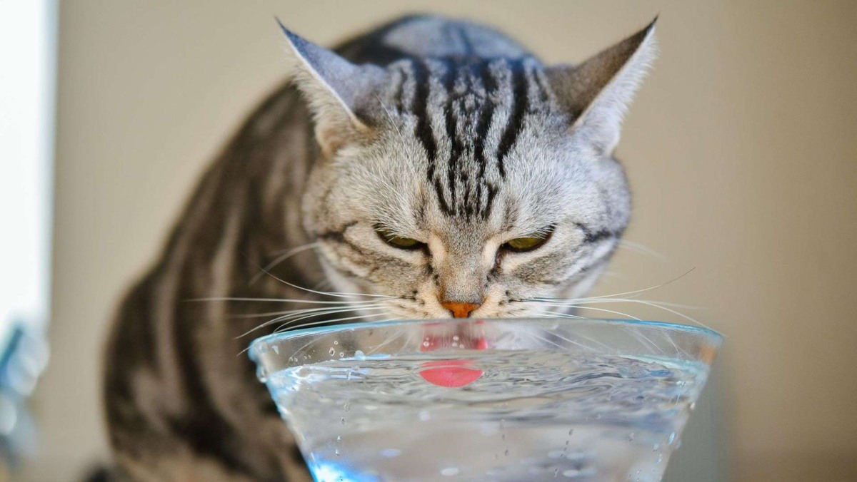    Повышенная жажда может говорить о проблемах с почками, эндокринной системой или диабетом. Источник изображения: mavink.com