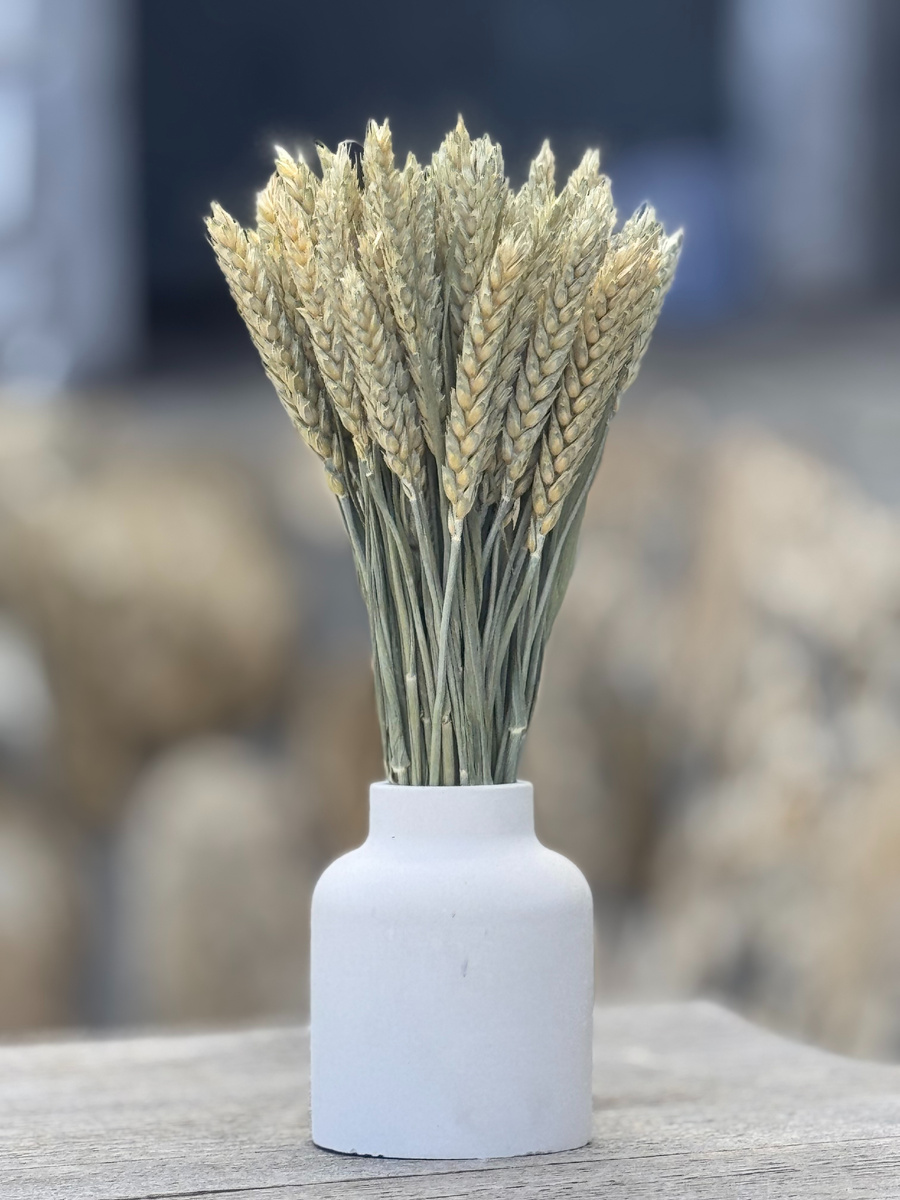 Пшеница сухоцвет в вазе для декора интерьера