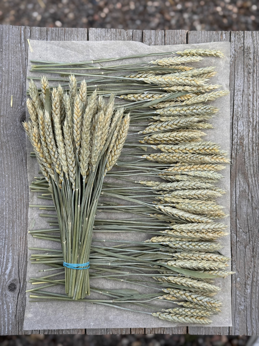 Пучок пшеницы для флористики и декора
