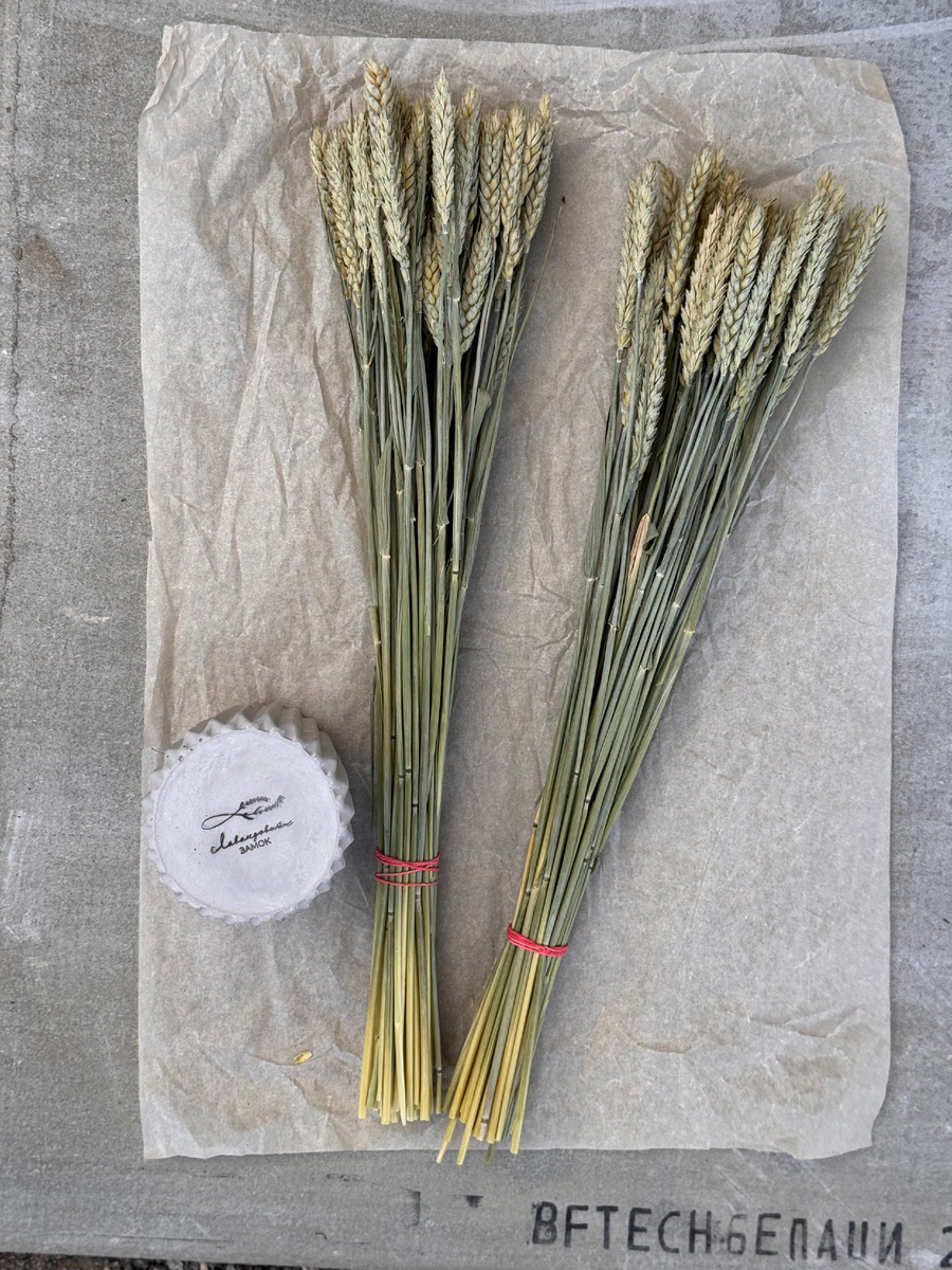 Сухоцветы злаковых для дя флористики "Лавандовый Замок"