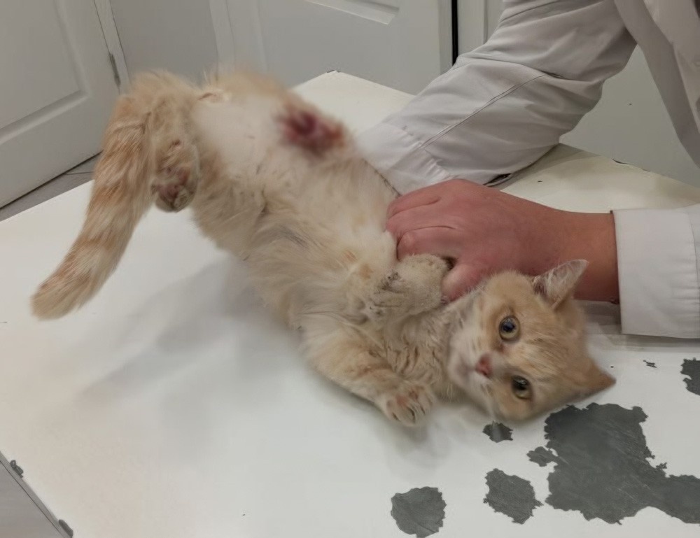     Фото: телеграм-канал «Клякса» / t.me/klyaksa_priyut