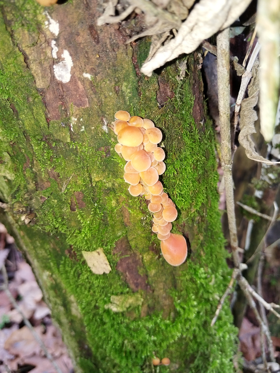 Еще небольшие экземпляры