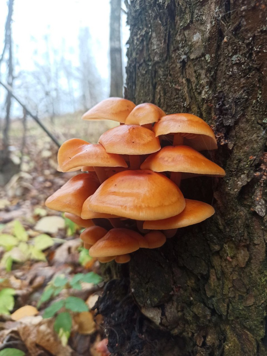 Зрелые экземпляры