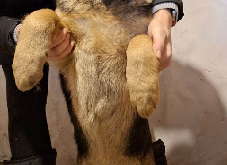 Домашних щенков вывезли в зиму на верную смерть.