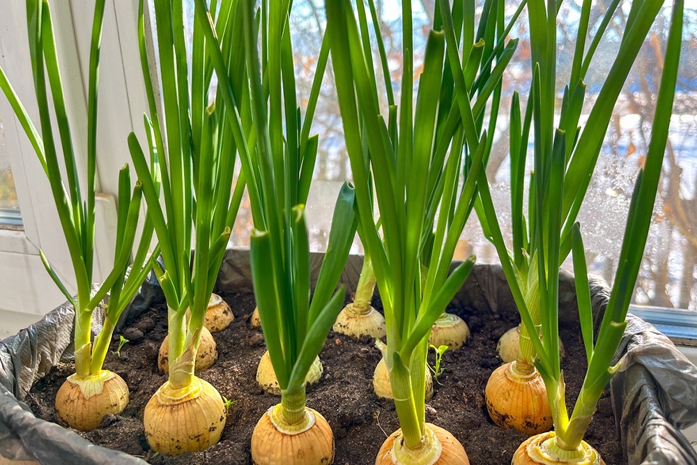    Для зимнего посева отдавайте предпочтение проверенным зимним сортам, которые хорошо переносят низкие температуры и подходят для вашего климата. / iStock