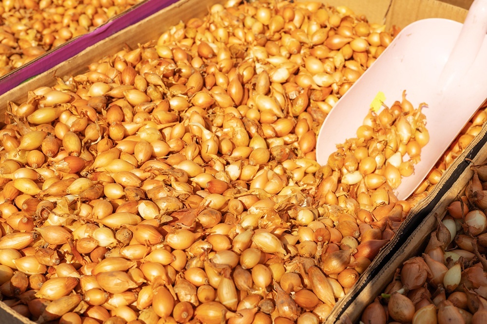    Подзимняя посадка лука позволяет получить первый урожай намного раньше обычного срока, причем растения вырастают крупными и здоровыми. / Фото: iStock