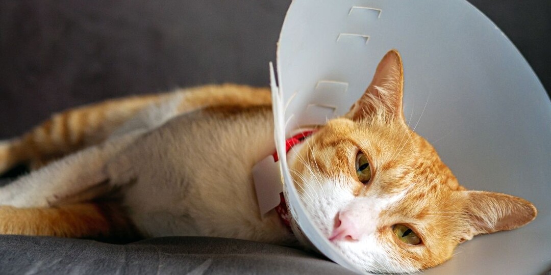 «Заживёт как на кошке»: почему этот миф опасен для вашего питомца