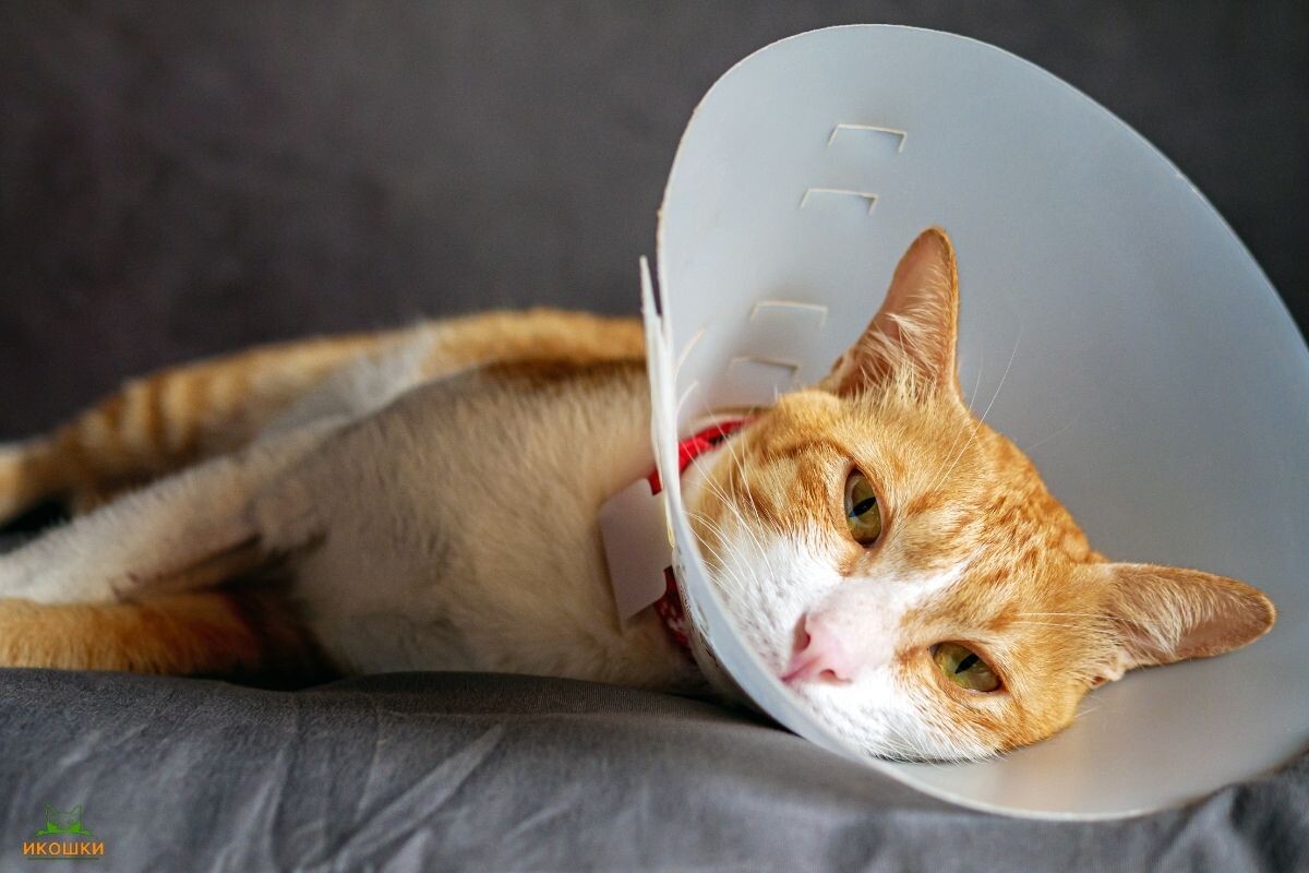 Кот в защитном воротнике 