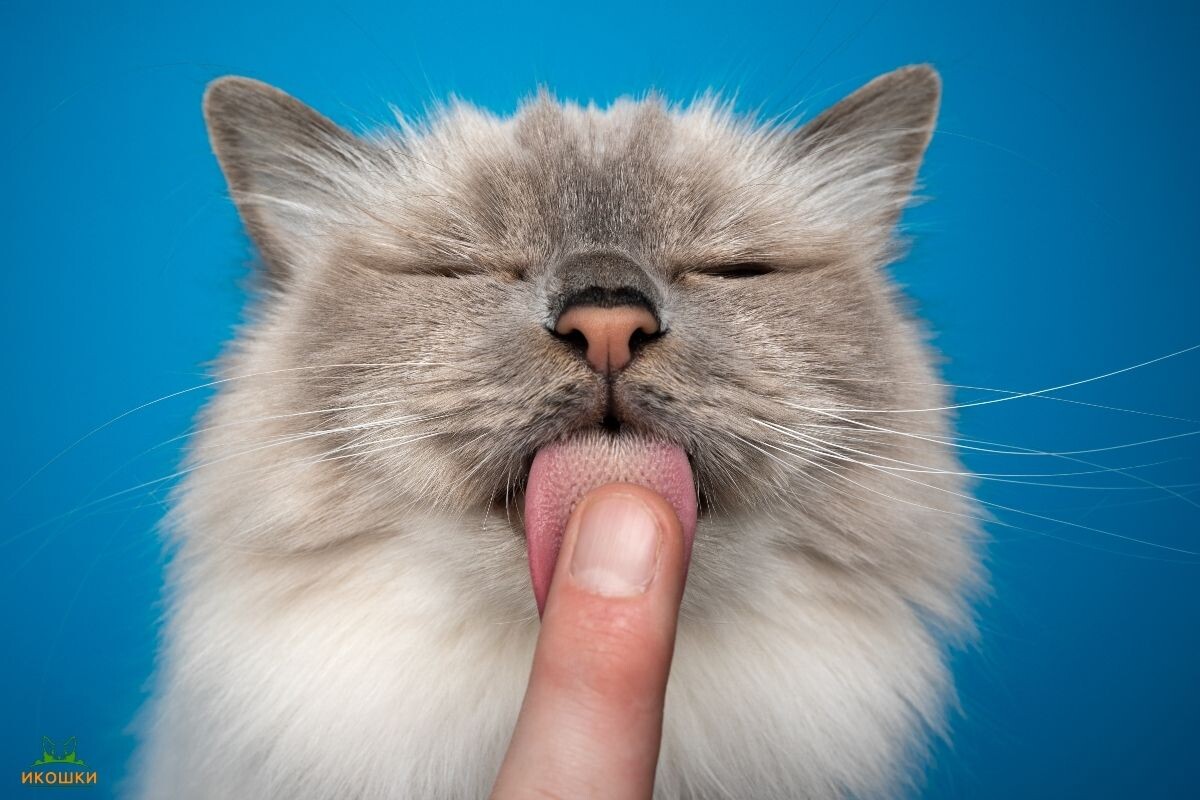 Язык у кошки как наждачка 