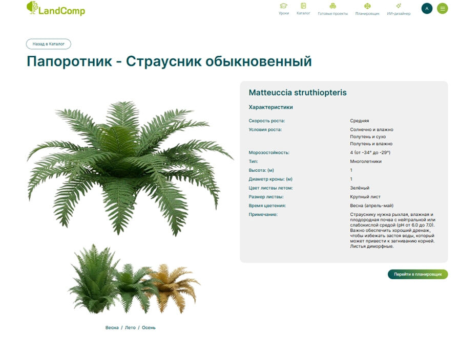 Каталог LandComp - папоротник