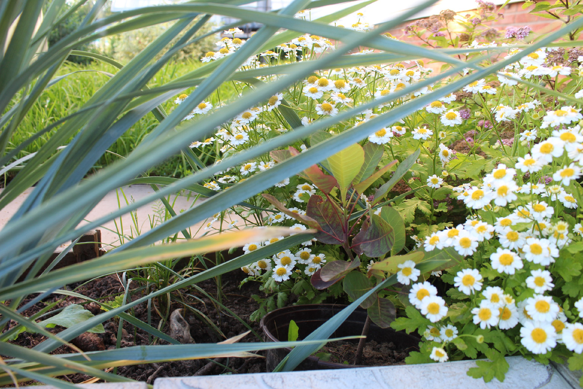 Моя скумпия в середине лета.