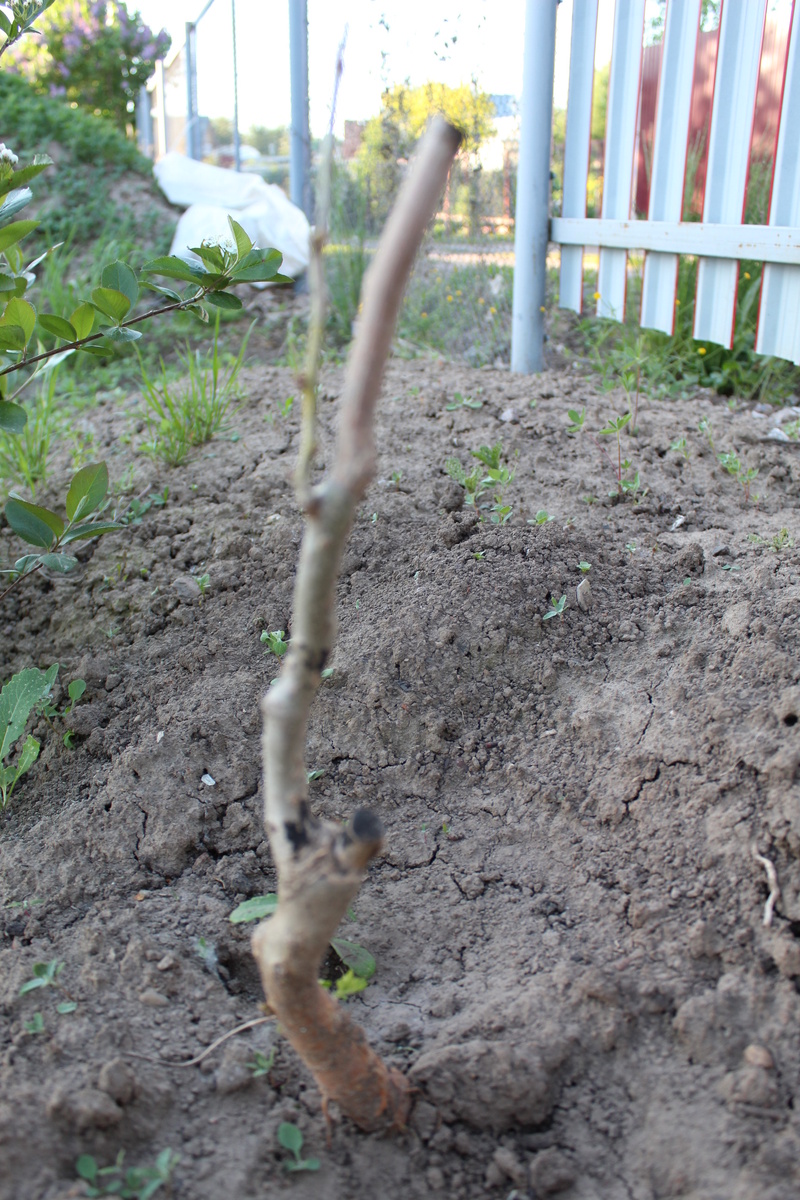 Моя шелковица после посадки.