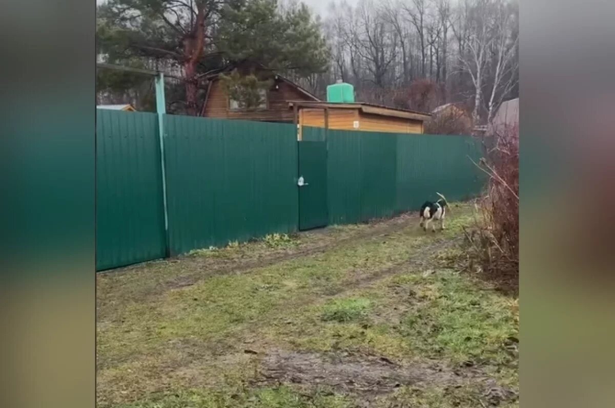    Следственный комитет Татарстана задержал руководителя и сотрудника благотворительного фонда «Кот и пес», ответственного за отлов безнадзорных животных в Зеленодольском районе.