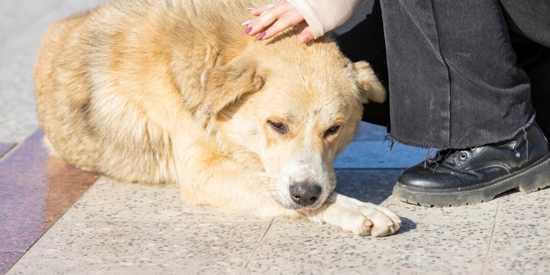 Можно ли перевоспитать взрослую собаку с улицы? Почему у одних получается, а у других — нет