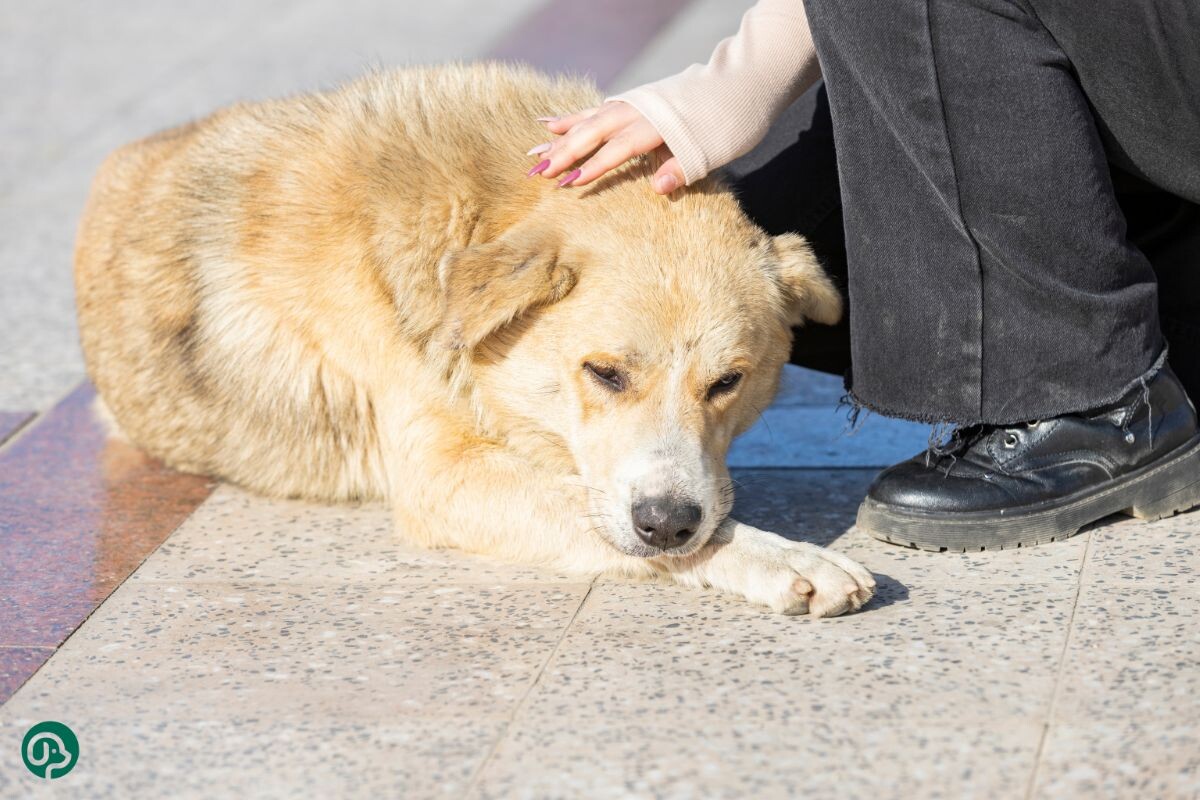 Можно ли перевоспитать взрослую собаку с улицы