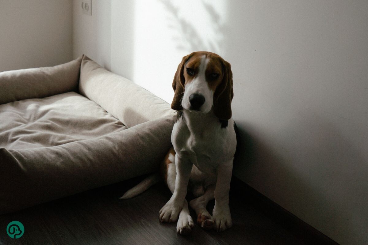 Тревожная собака 