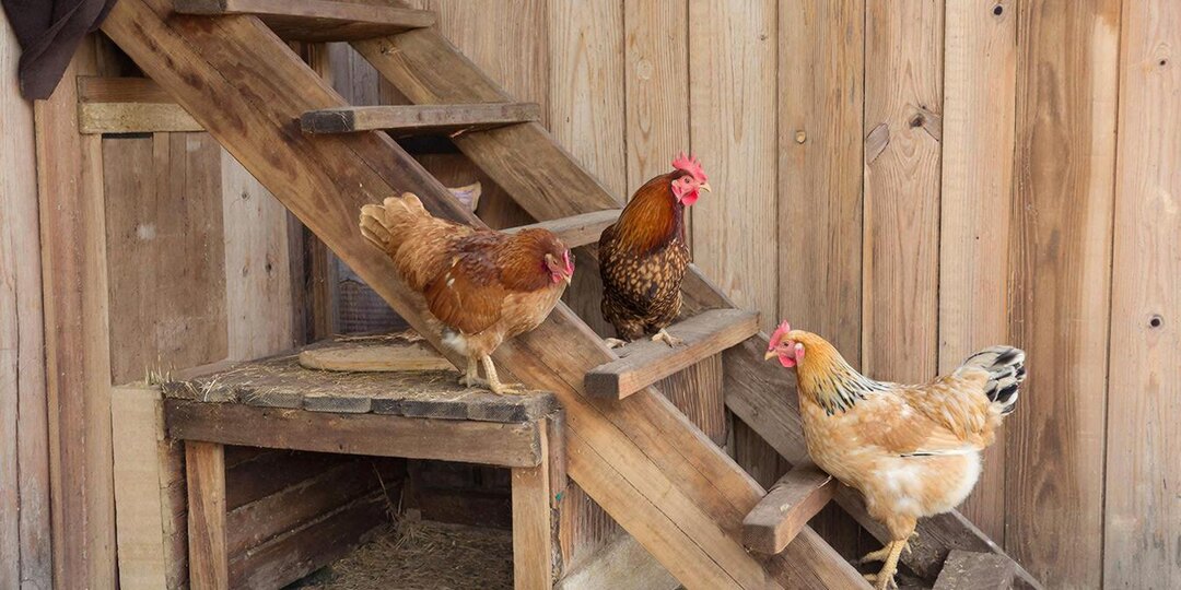 🔦 «Вы точно этого не знали: почему куры не сидят на насесте? Я проверила это ночью — и увидела шок»