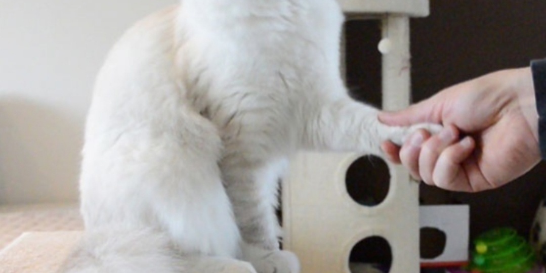 Убеждаем нашего кота, что он цирковой артист. Учим команды.