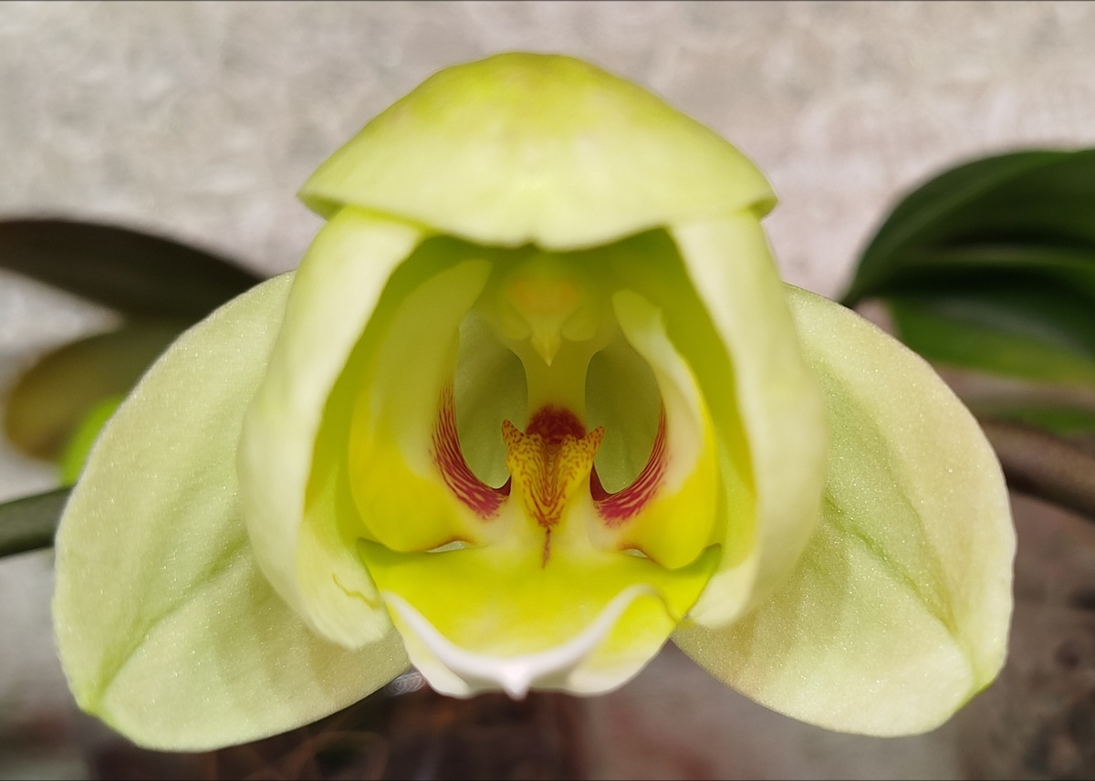 Фаленопсис Мира раскрытие цветка