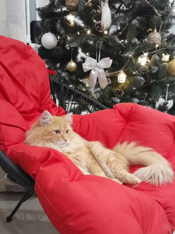     Фото: «МК в Калуге»