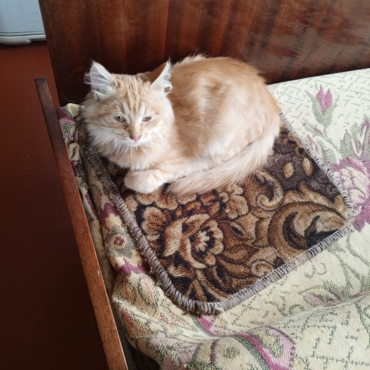 Рыжик отдыхает