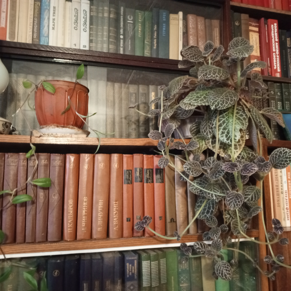 Мои домашние цветы. 