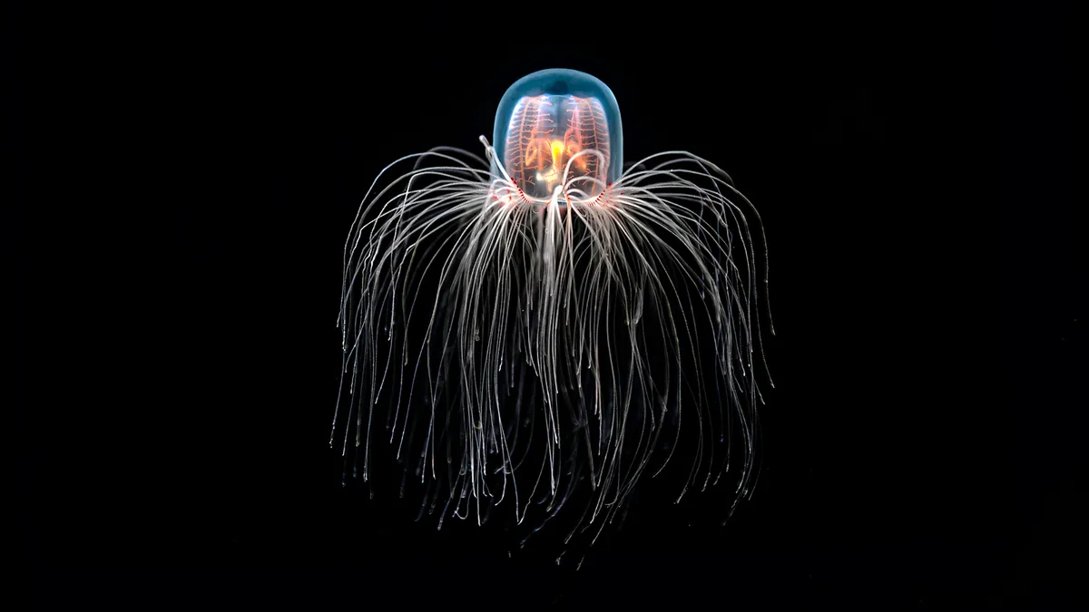 Turritopsis dohrnii