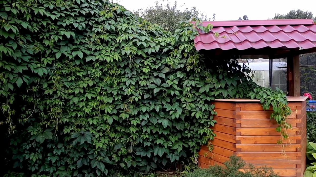 Девичий виноград.