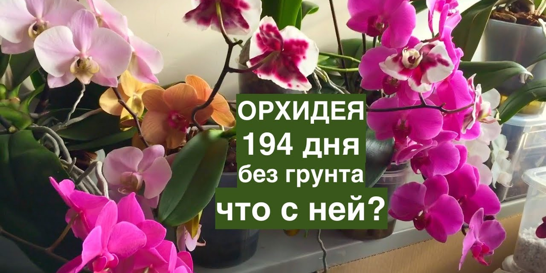 Орхидеи без грунта: как они живут 194 дня, растут корни и цветут