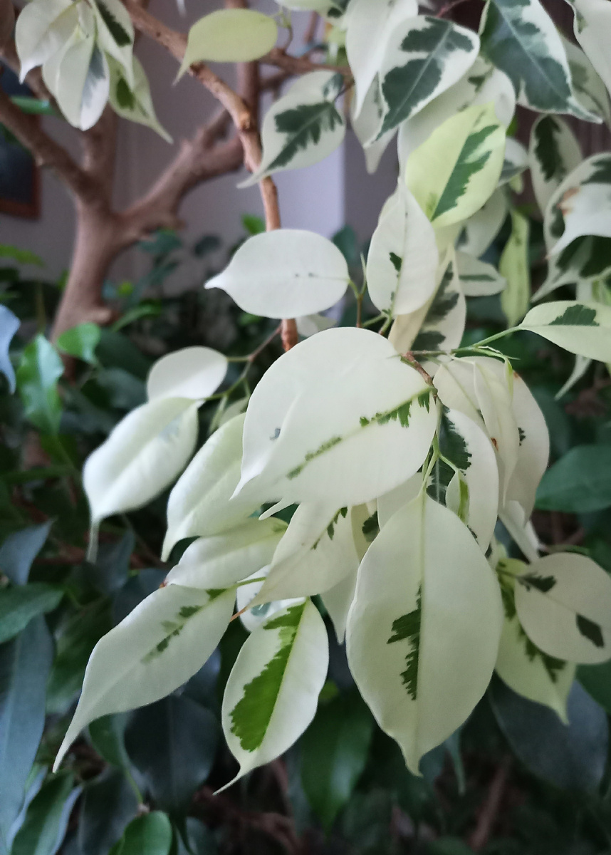 Готовые схемы против клеща: 10 мощных пар препаратов для полного уничтожения