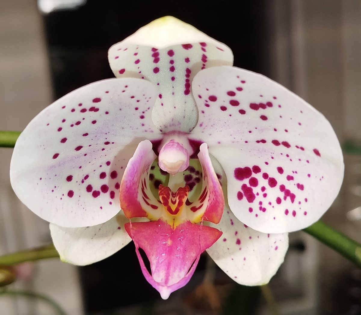 Гойя  - первый день раскрытия цветка