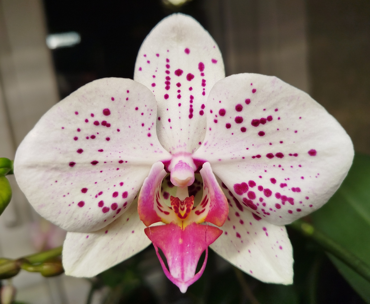 Орхидея фаленопсис Goya Гойя первое домашнее цветение 15 января 3025