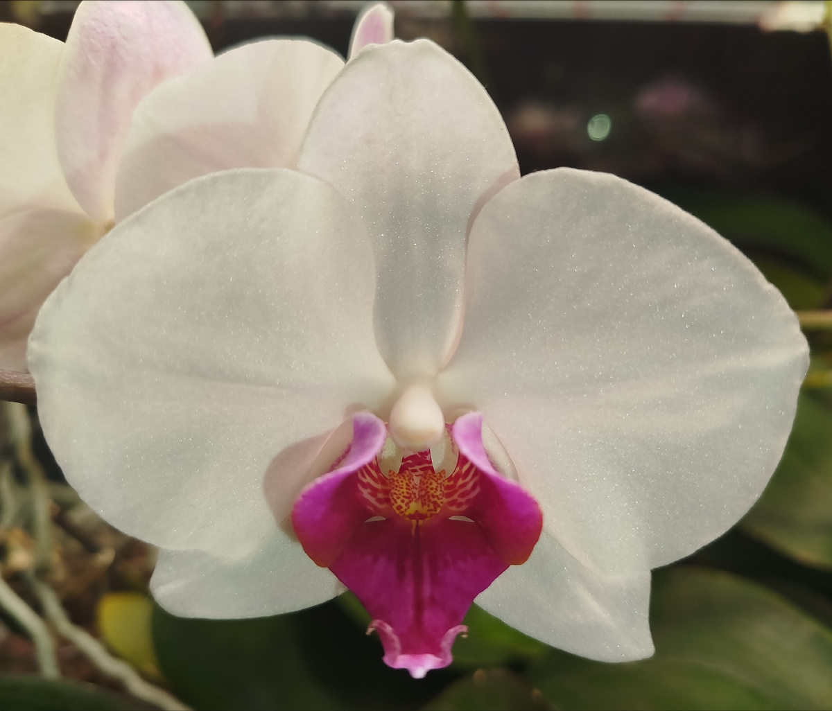 Портрет орхидея фаленопсис рэдлип рэд лип ред лип