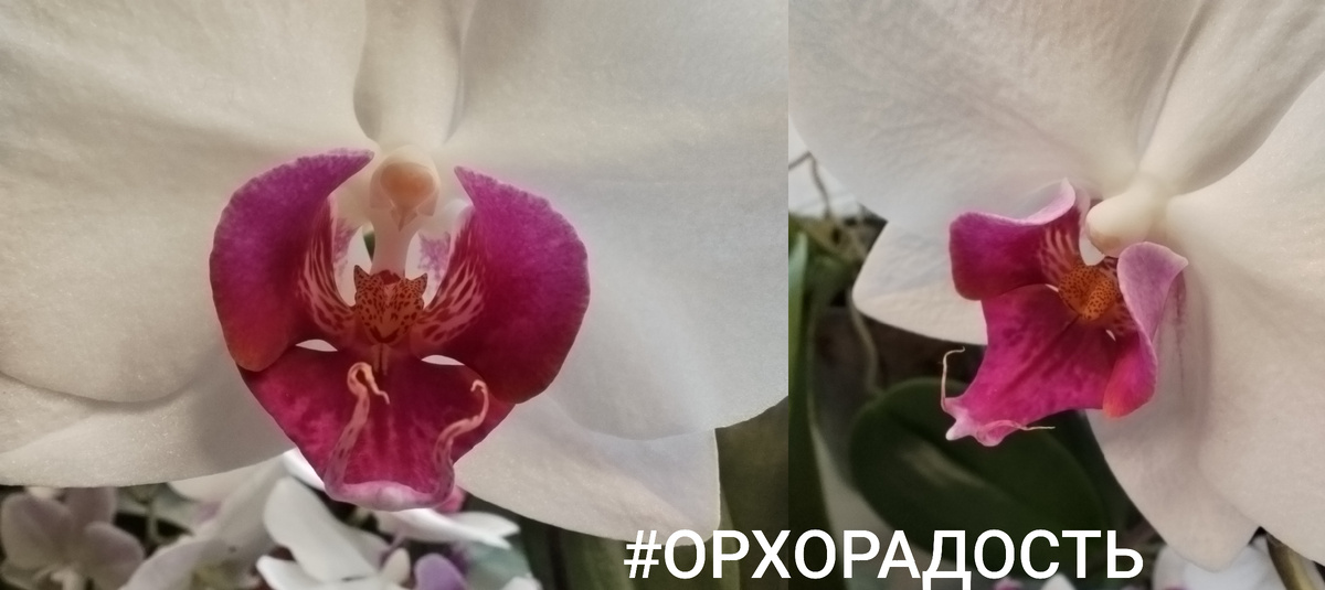 "Губа" моего рэдлипа